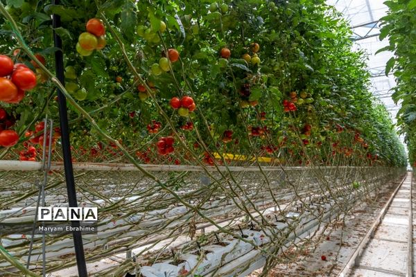 بازدید از مجتمع‌های گلخانه‌ای ارس تارلا امیر و امین تارلا شهرستان جلفا