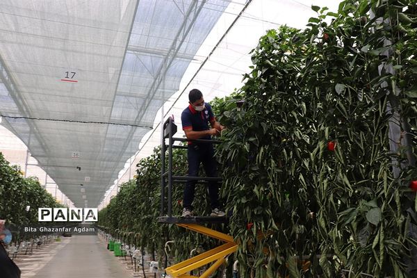 بازدید از مجتمع‌های گلخانه‌ای ارس تارلا امیر و امین تارلا شهرستان جلفا