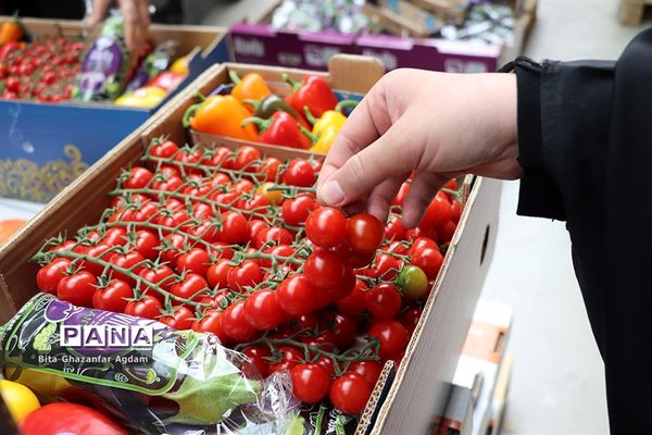 بازدید از مجتمع‌های گلخانه‌ای ارس تارلا امیر و امین تارلا شهرستان جلفا