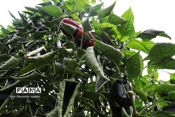 بازدید از مجتمع‌های گلخانه‌ای ارس تارلا امیر و امین تارلا شهرستان جلفا