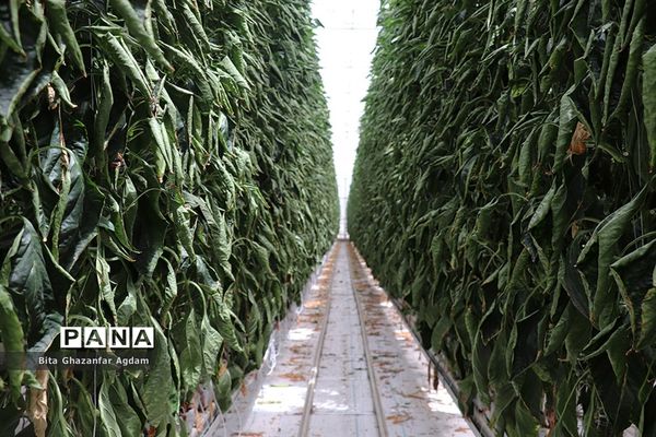 بازدید از مجتمع‌های گلخانه‌ای ارس تارلا امیر و امین تارلا شهرستان جلفا