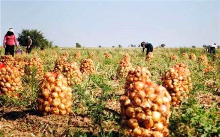 سه برابر میزان مورد نیاز در جنوب کرمان پیاز کشت شده است