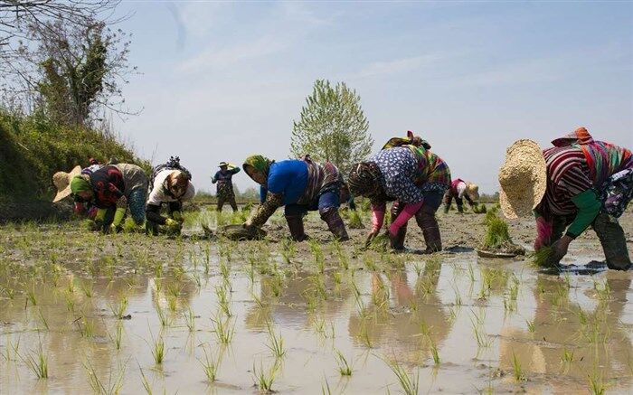 زنبورها برای مقابله با آفت شالیزار به کمک کشاورزان آستانه می‌آیند