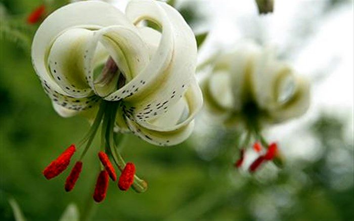 ثبت و شناسایی رویشگاه جدید سوسن چلچراغ با نام علمی  lilium ledebourii در گیلان