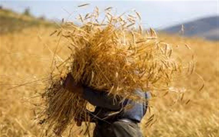 ۹۵ درصد مطالبات گندمکاران پرداخت شد