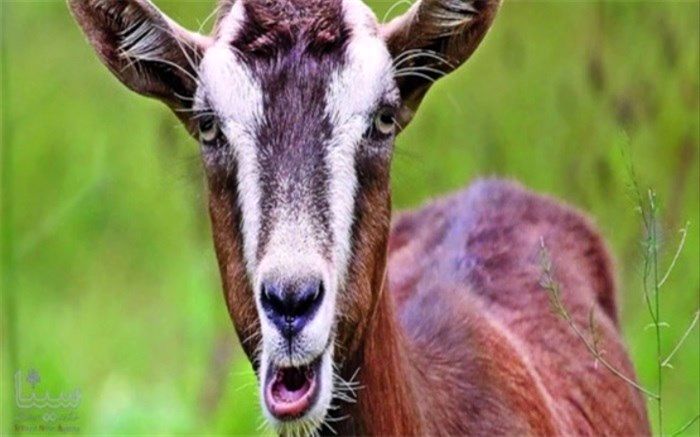 حیوانات هم دارای لهجه هستند؟