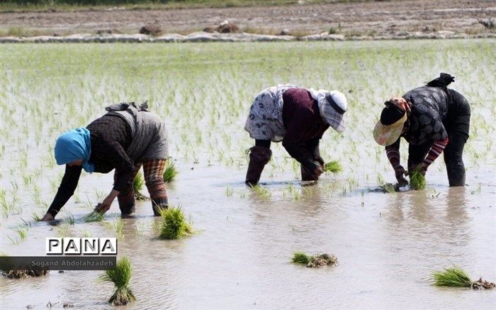 نشاکاری در ۸۰ درصد از اراضی استان‌های شمالی