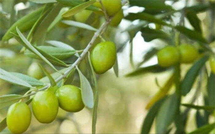 چه چیزی زیتون‌ را متفاوت می‌کند؟