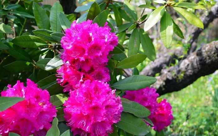 برداشت گل سرخ از گلستان شهرستان مرزی گرمی