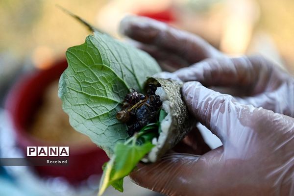 خارج شدن چند تریلیون «سیکادا»  پس از 17 سال از زیر زمین