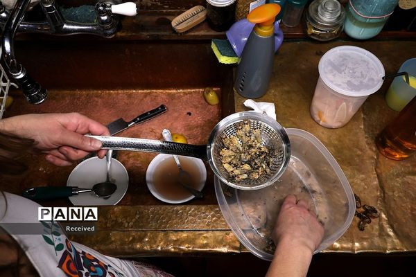 خارج شدن چند تریلیون «سیکادا»  پس از 17 سال از زیر زمین