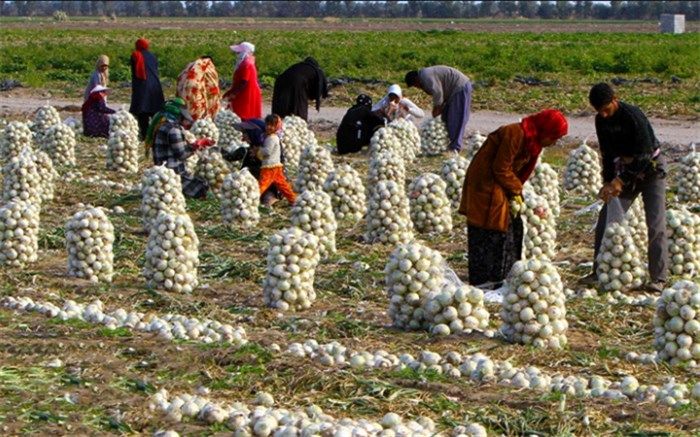 چرخه باطل فساد و هدررفت محصولات کشاورزی هر سال تکرار می‌شود