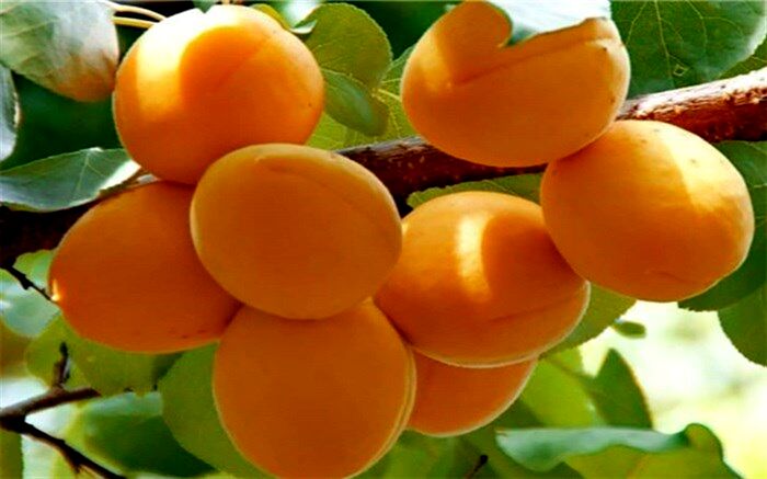 هسته زردآلو مفید است؟