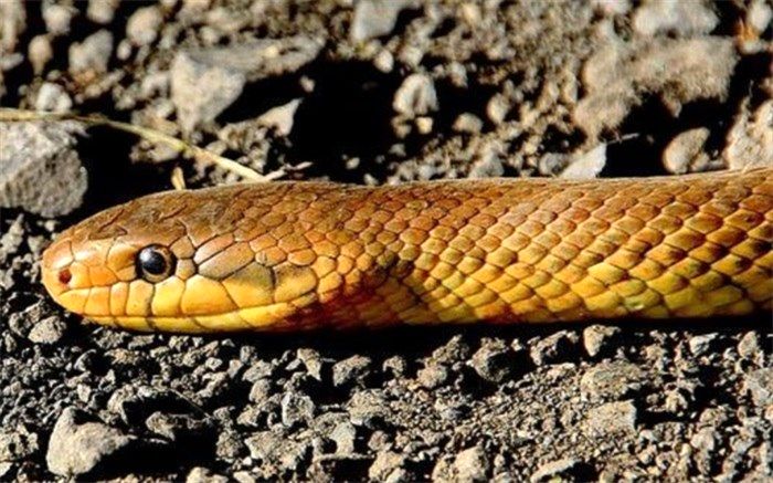 خوردن مار سمی برای در امان ماندن از کرونا!