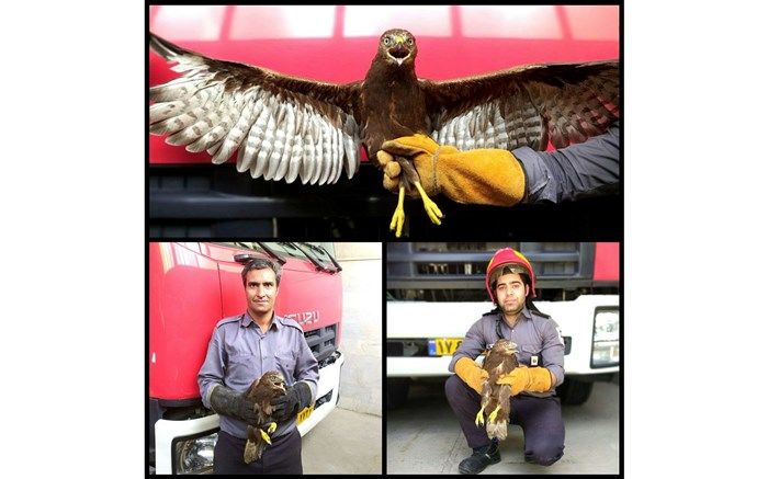 نجات پرنده‌شکاری در شهرستان کاشمر
