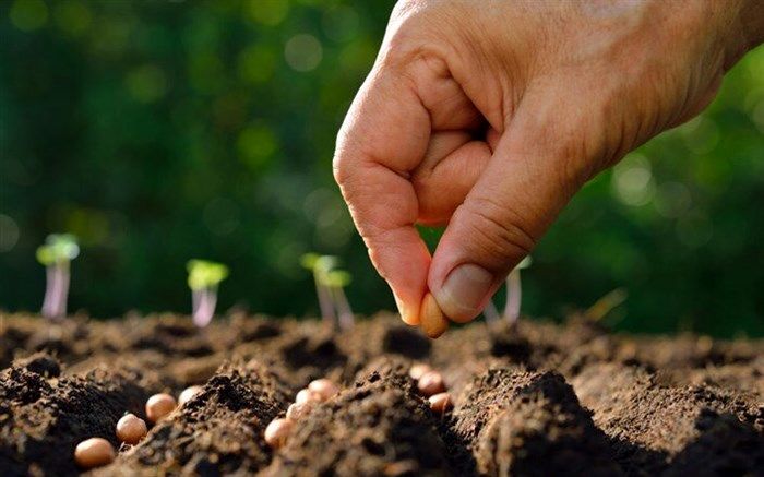 توزیع ۳۲۰۰ تن بذر گواهی شده برنج در سال جاری