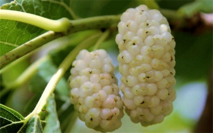 میوه‌ای برای تقویت ریه‌