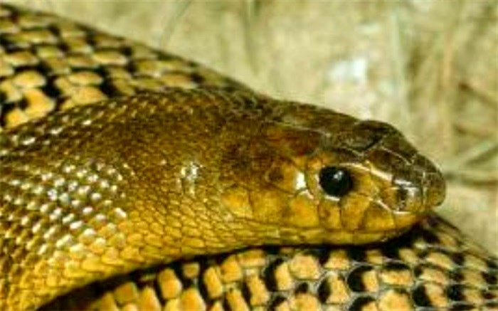 گیر کردن مار در لوله آبیاری