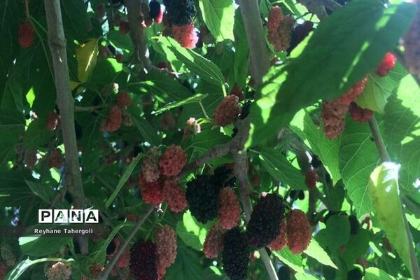میوه‌های حاصل از شکوفه‌های درختان