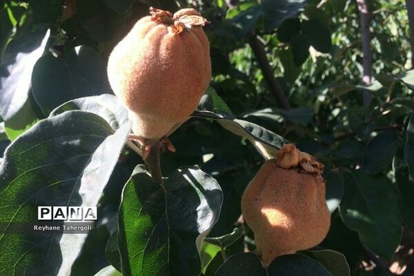 میوه‌های حاصل از شکوفه‌های درختان