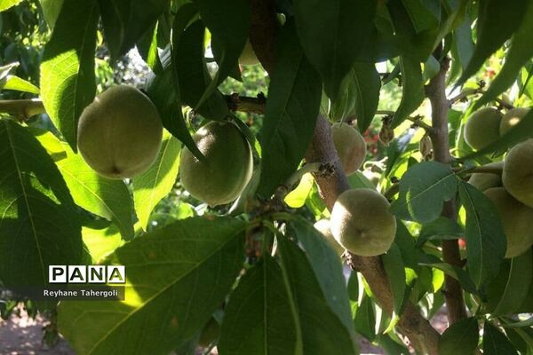 میوه‌های حاصل از شکوفه‌های درختان
