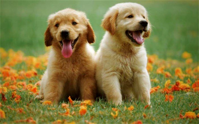 مطالعه جدید: قدرت برقراری ارتباط سگ‌ها با انسان می‌تواند منشا ژنتیکی داشته باشد