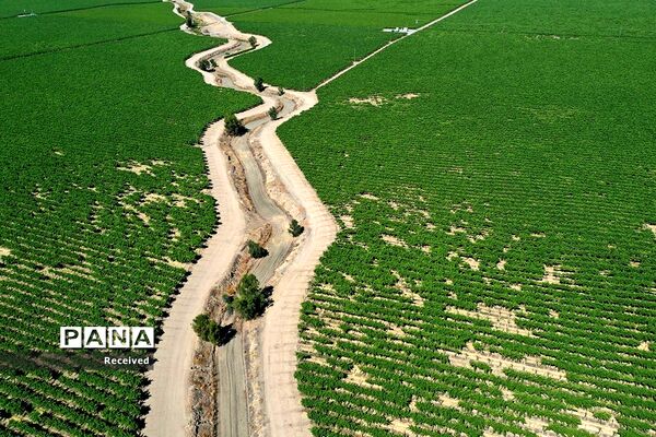 فاجعه خشکسالی در کالیفرنیا