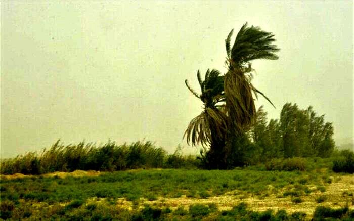 هواشناسی نسبت به افزایش سرعت وزش بادهای 120 روزه هشدار داد