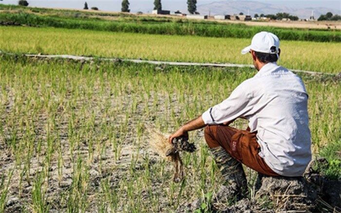 دولت سیزدهم برای کشاورزان گره گشا باشد