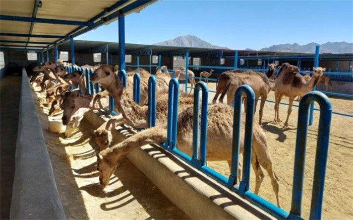 بزرگترین واحد پرورش شتر شیری کشور در زاهدان مشغول فعالیت است 