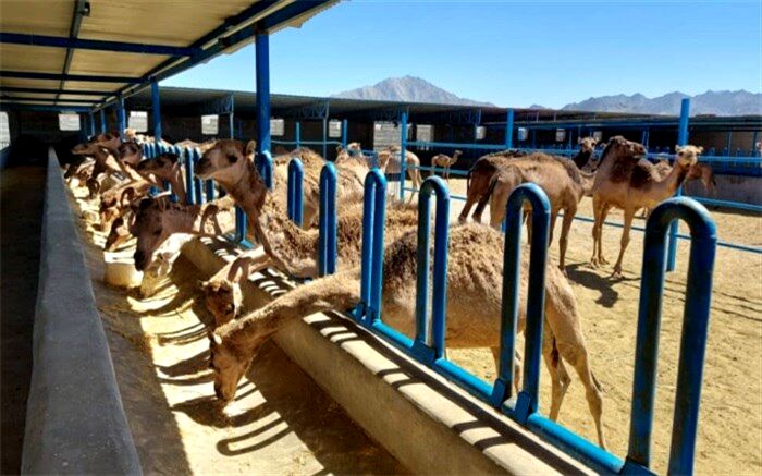 بزرگترین واحد پرورش شتر شیری کشور در زاهدان مشغول فعالیت است 