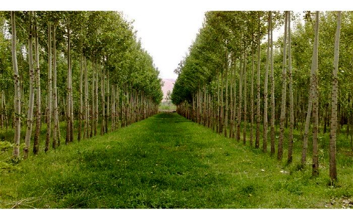 توزیع یک میلیون و ۵۰۰ هزار اصله نهال صنوبر رایگان در اردبیل