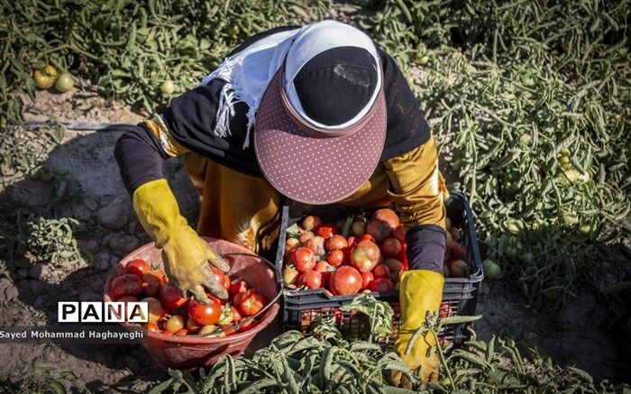 زنان کارآفرین برتر با آرای مردمی انتخاب می‌شوند