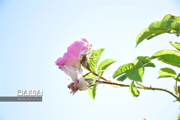 کشت گل‌های محمدی بر فراز کوه کیامکی