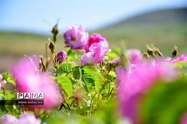 کشت گل‌های محمدی بر فراز کوه کیامکی