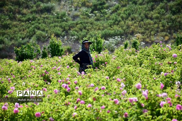 کشت گل‌های محمدی بر فراز کوه کیامکی