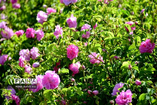 کشت گل‌های محمدی بر فراز کوه کیامکی
