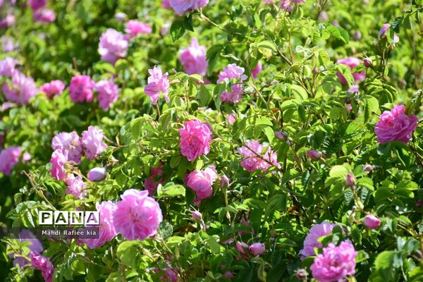 کشت گل‌های محمدی بر فراز کوه کیامکی
