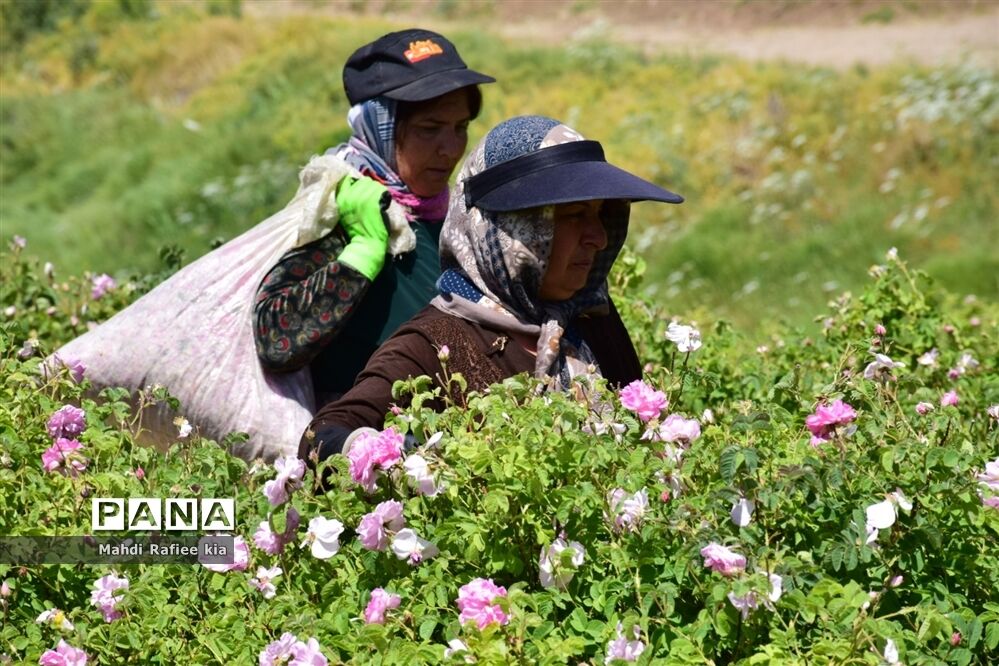 کشت گل‌های محمدی بر فراز کوه کیامکی