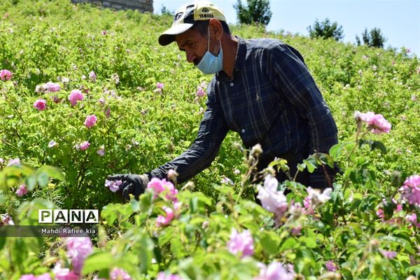 کشت گل‌های محمدی بر فراز کوه کیامکی