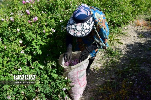 کشت گل‌های محمدی بر فراز کوه کیامکی