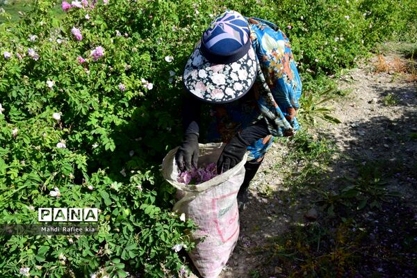 کشت گل‌های محمدی بر فراز کوه کیامکی