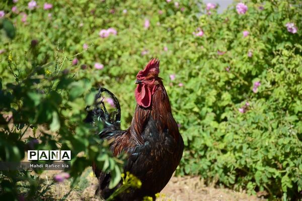 کشت گل‌های محمدی بر فراز کوه کیامکی