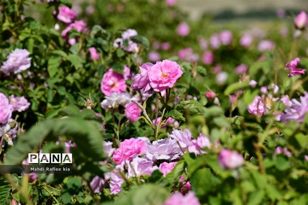 کشت گل‌های محمدی بر فراز کوه کیامکی