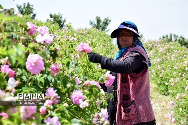 کشت گل‌های محمدی بر فراز کوه کیامکی