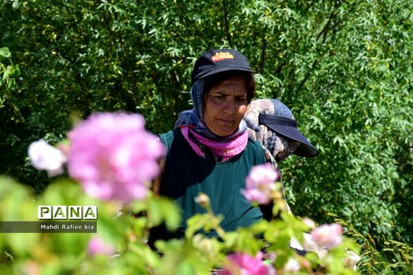 کشت گل‌های محمدی بر فراز کوه کیامکی
