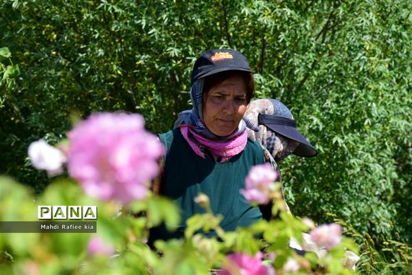 کشت گل‌های محمدی بر فراز کوه کیامکی