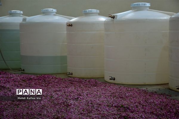 کشت گل‌های محمدی بر فراز کوه کیامکی