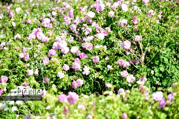 کشت گل‌های محمدی بر فراز کوه کیامکی