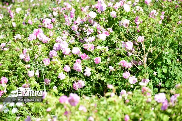 کشت گل‌های محمدی بر فراز کوه کیامکی